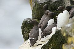 Common Murre